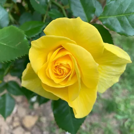 Majellon Sud * Sainte-Christie-d'Armagnac